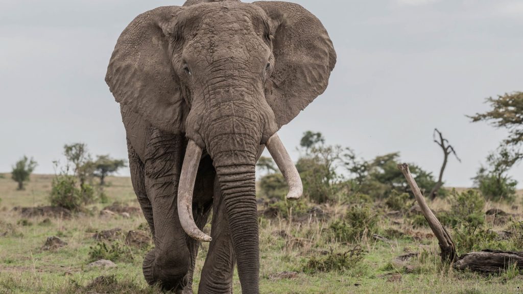 Parrot Hotel Arusha Tanzania Safaris 14 - A Destination of its Own