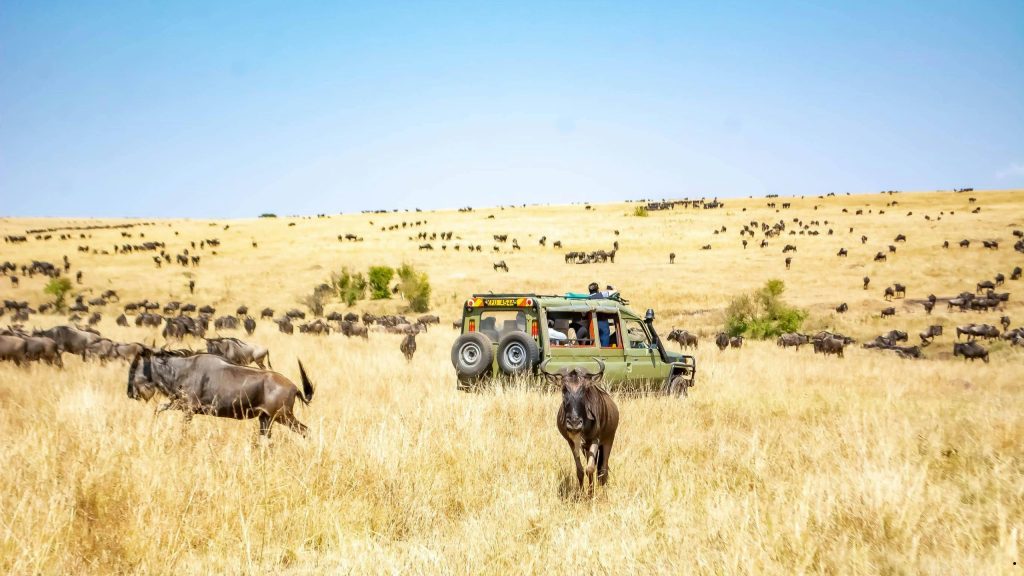 Embark on an unforgettable 9-day Northern Tanzania Safari that combines thrilling wildlife encounters, breathtaking landscapes, and the legendary Wildebeest Migration.